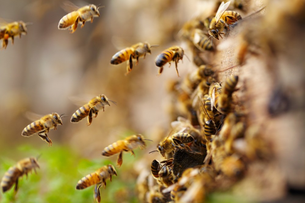 Pest control Murrumbateman bees